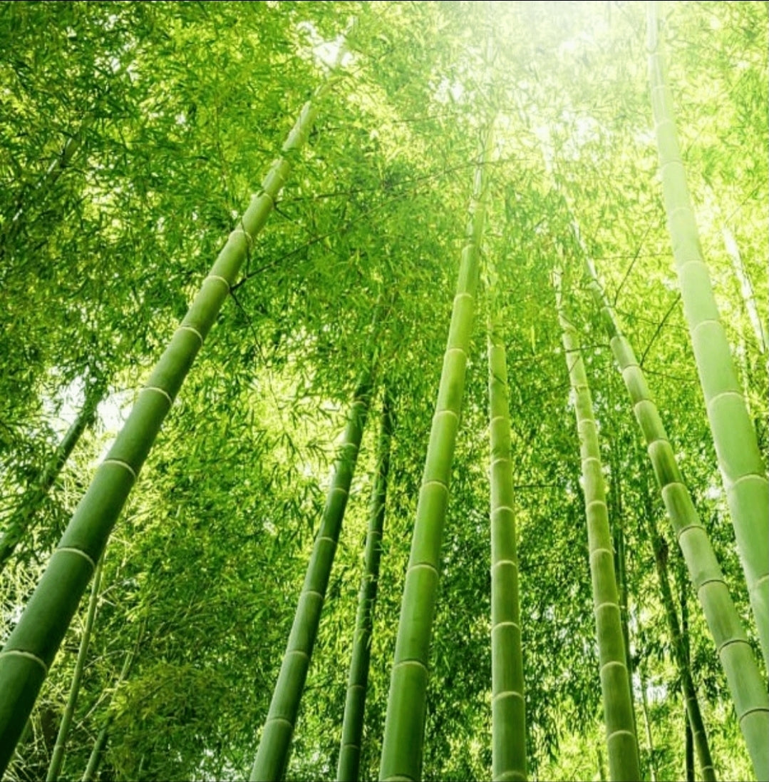 Fotokooi & Presentatiekooi - MA Kooi - Moldes Ave