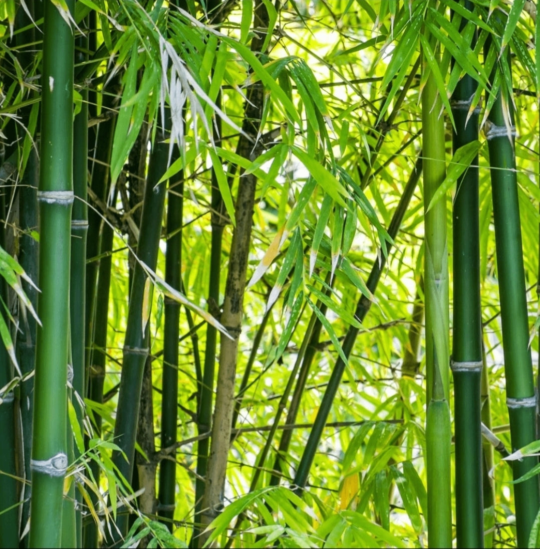 Decoratieve vinylachtergronden voor "Alle MA Kooien" - Moldes Ave