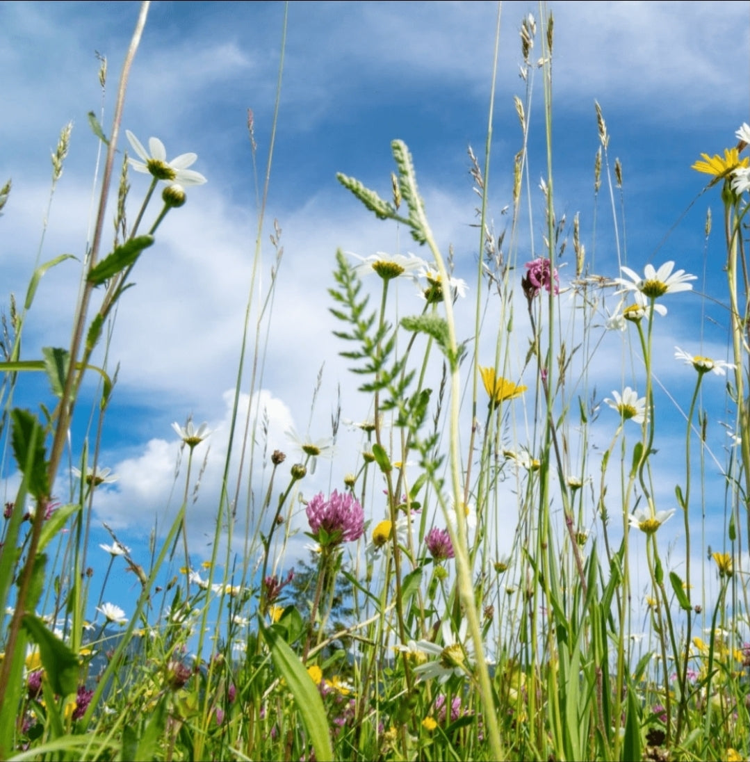 Fotokooi & Presentatiekooi - MA Kooi - Moldes Ave