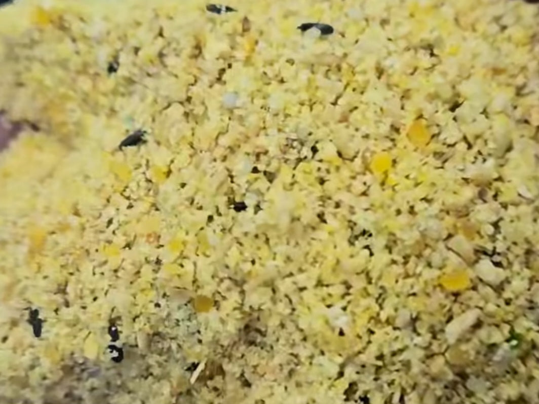 Canary Supreme Deluxe 4kg Ornizìn