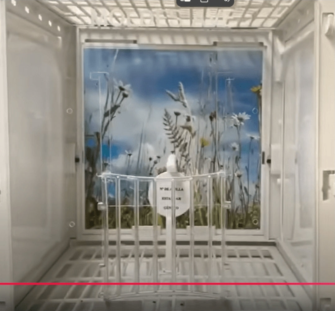 Fotokooi & Presentatiekooi - MA Kooi - Moldes Ave