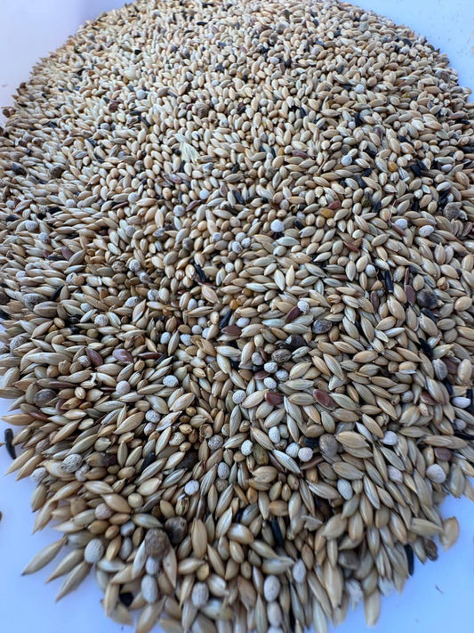 EXCELLENT Canari Sindore 1kg Ornizìn Special Seed