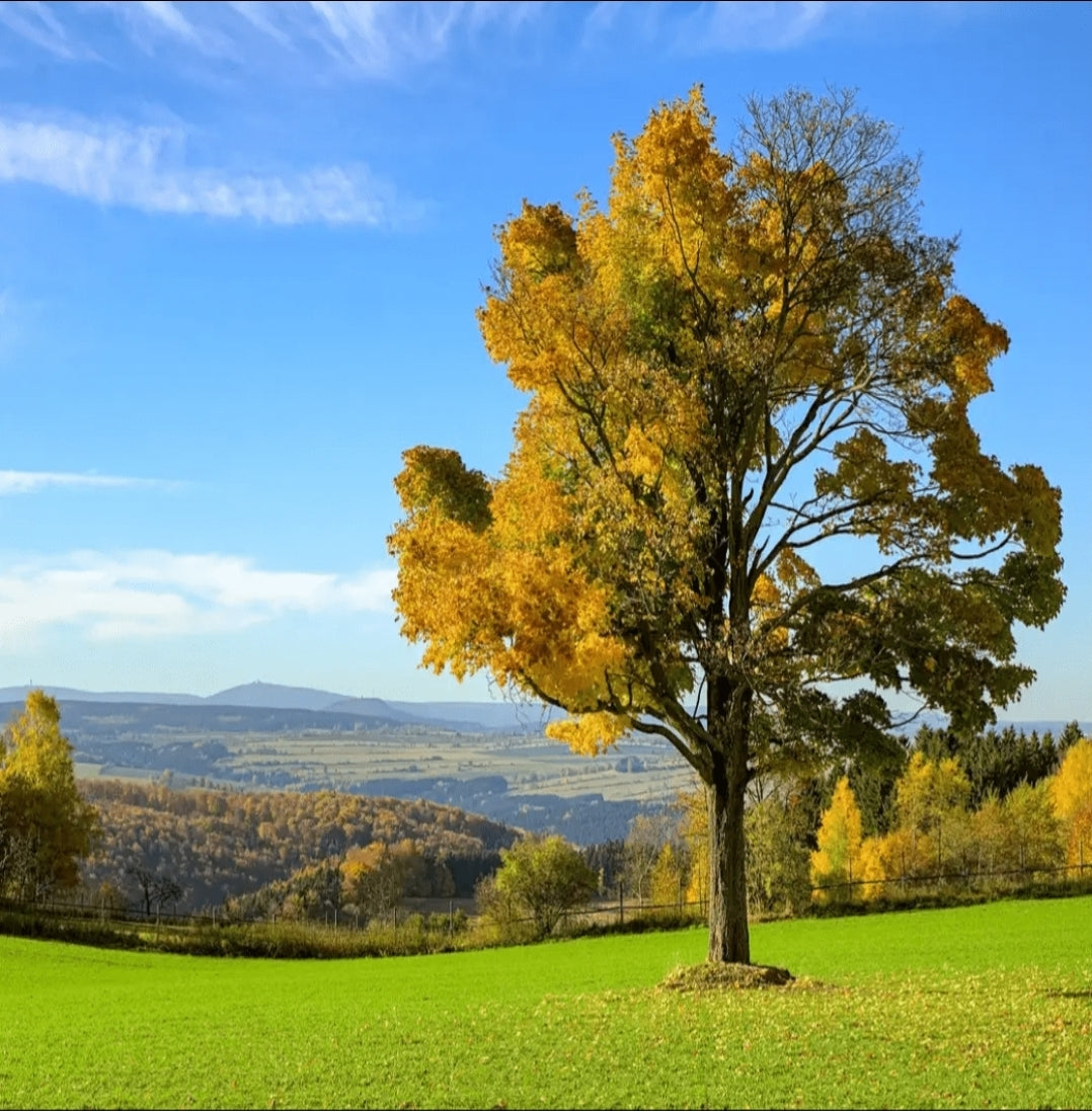Decoratieve vinylachtergronden voor "Alle MA Kooien" - Moldes Ave