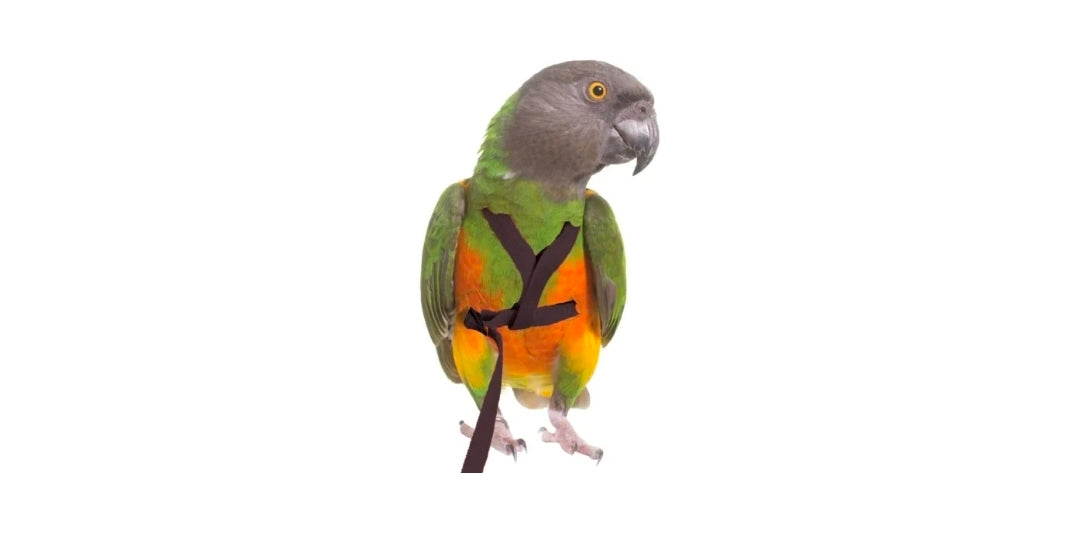 Vogelharnas XL Zwart PL2186 Petlala