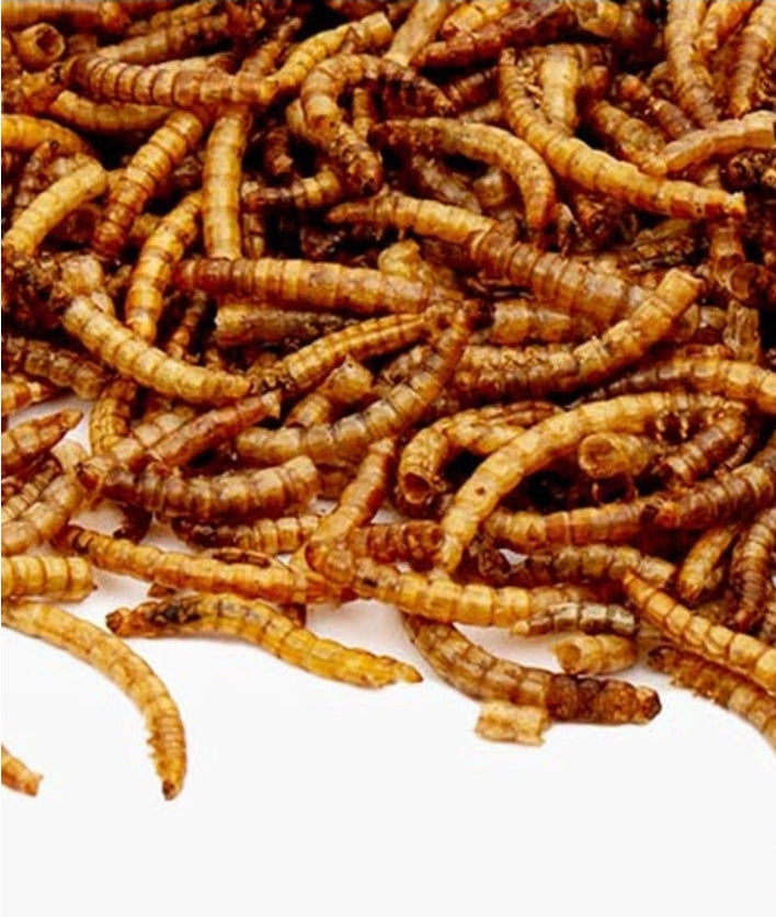 Gedroogde Meelwormen zak 5kg