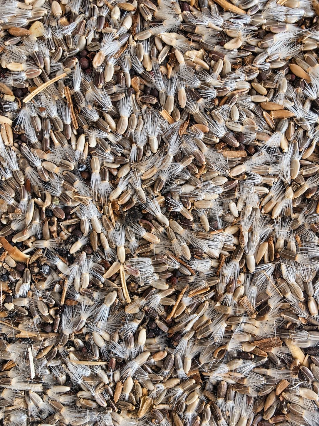 Kleine distel & Cichorei Premium Blend (500 gram) - Herb Bird Mix