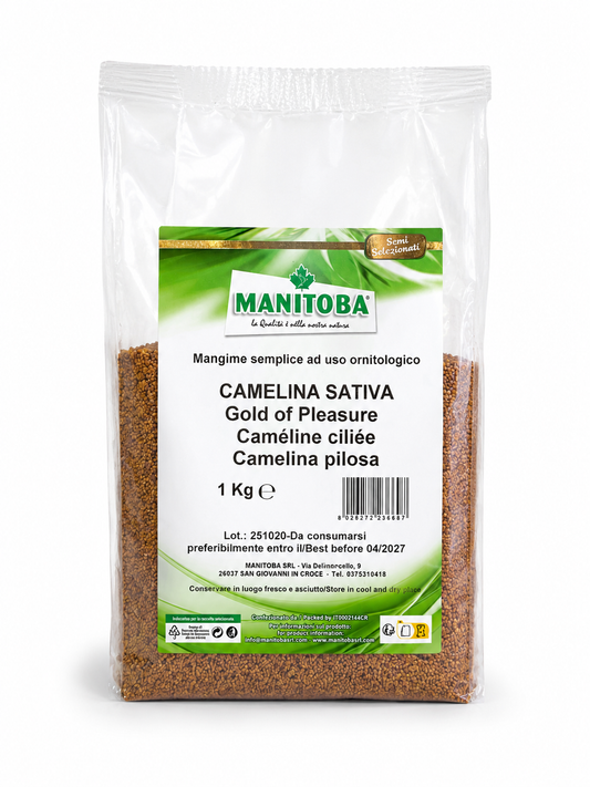 Gold of pleasure (huttentut) 1kg - Manitoba