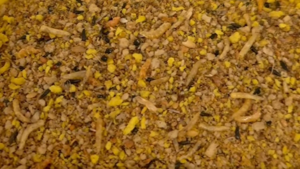 Nutribird Gold Crumble Inlandse Vogels 800 gram ( Orlux Droog Eivoer )