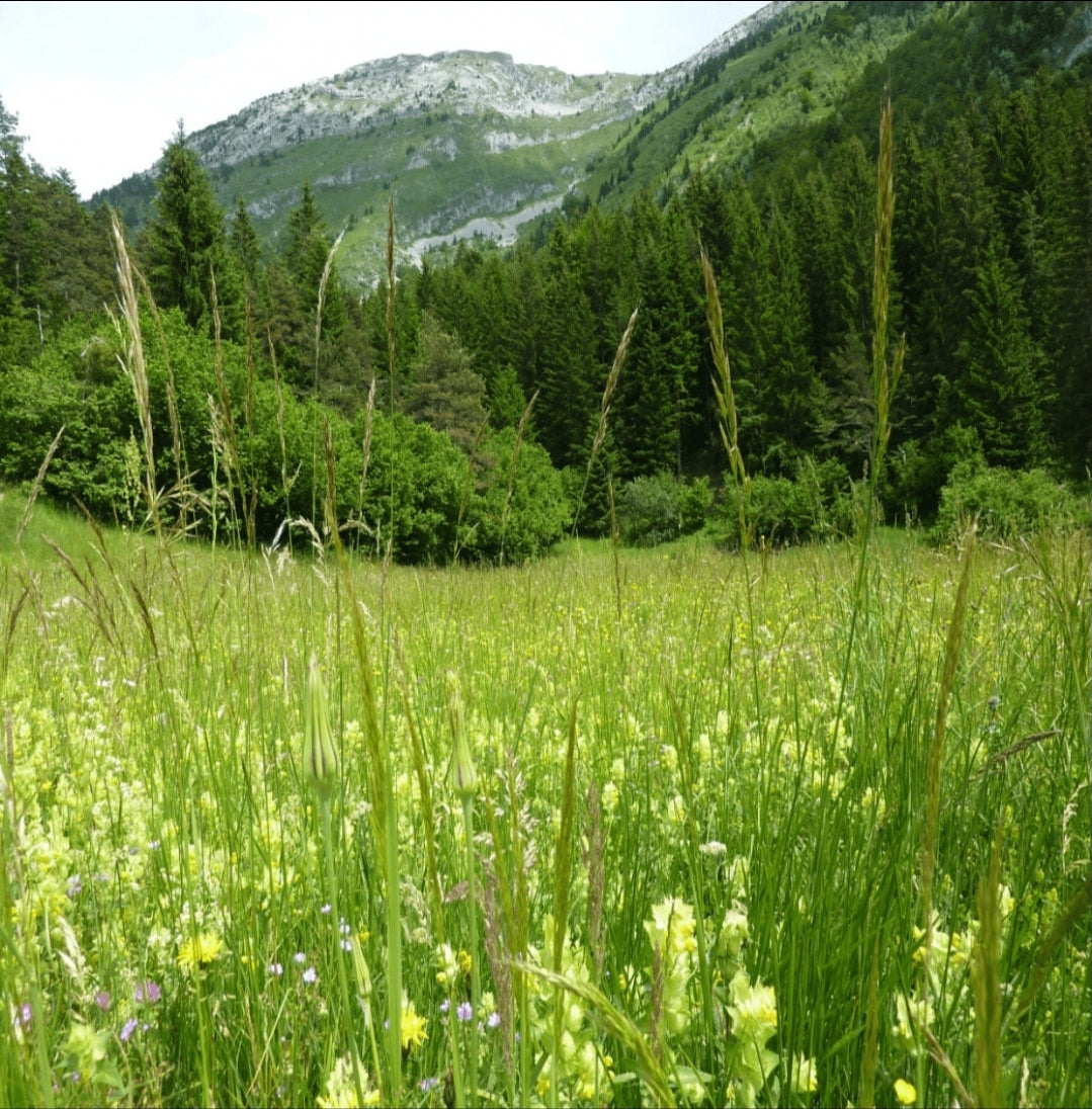 Decoratieve vinylachtergronden voor "Alle MA Kooien" - Moldes Ave