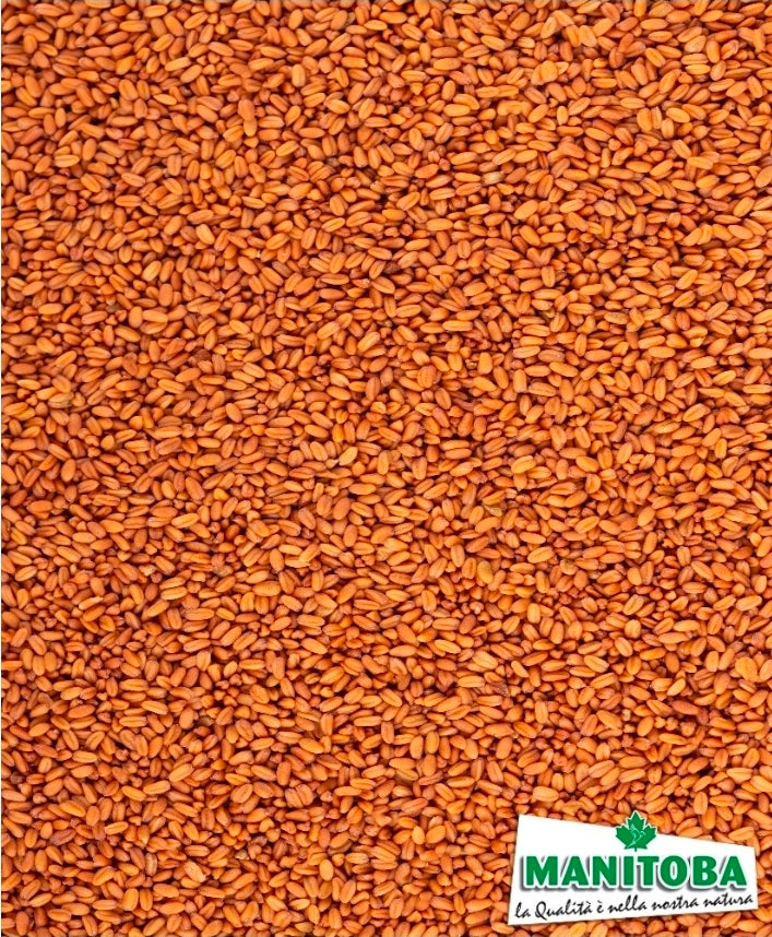 Gold of pleasure (huttentut) 1kg - Manitoba