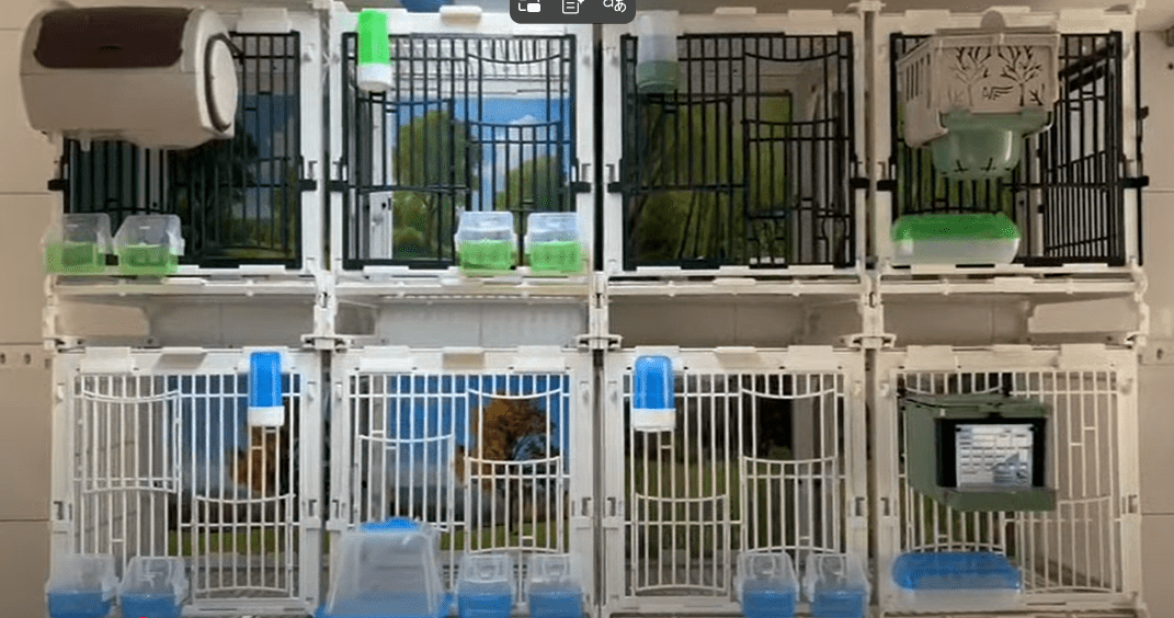 Frontale MA-kooi met dubbele deur en voerbakken