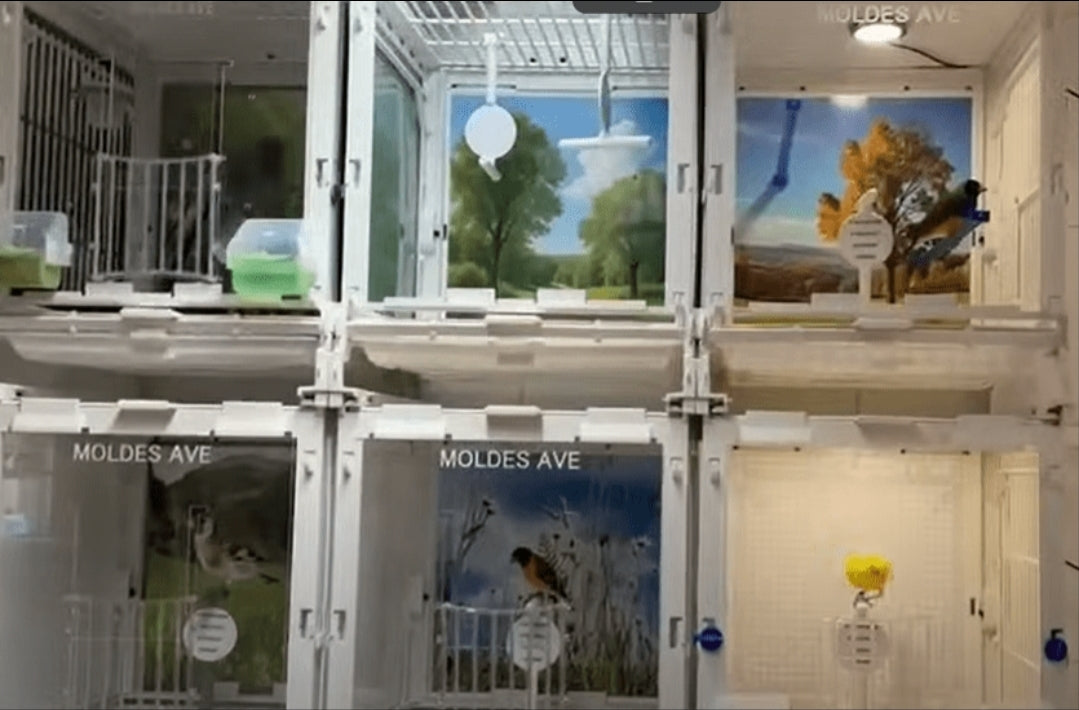 Fotokooi & Presentatiekooi - MA Kooi - Moldes Ave