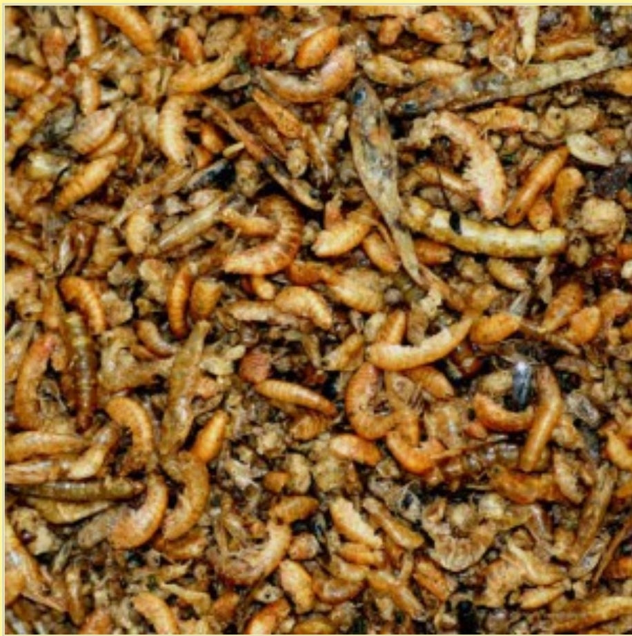 Orlux Insect Patee Premium Min. 50% Insecten. Volledig Voeder Voor Alle Insecteneters 2kg