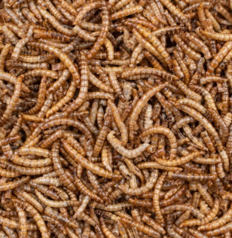 Greenline Meelwormen 200 gram - Deli Nature